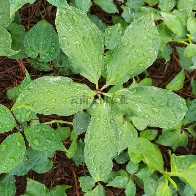 雲南狗万農業優質3年滇重樓種苗