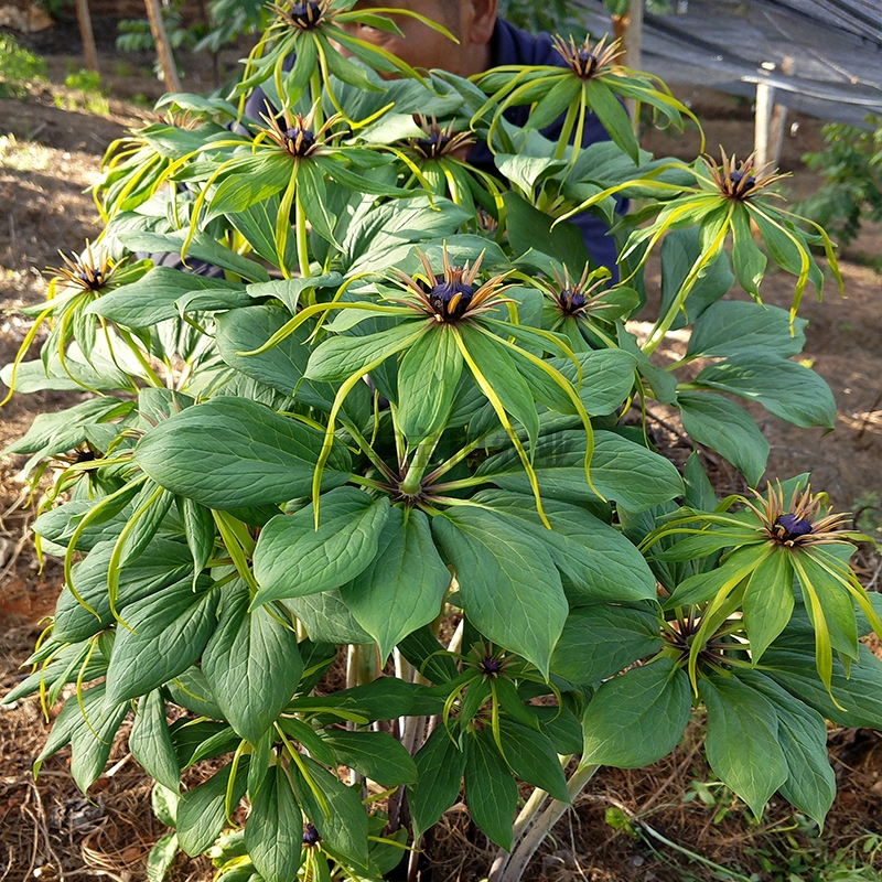 狗万6年的優質滇重樓種苗