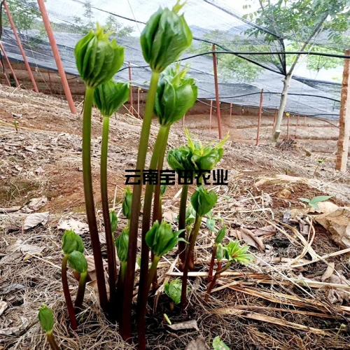 雲南狗万1號滇重樓種苗
