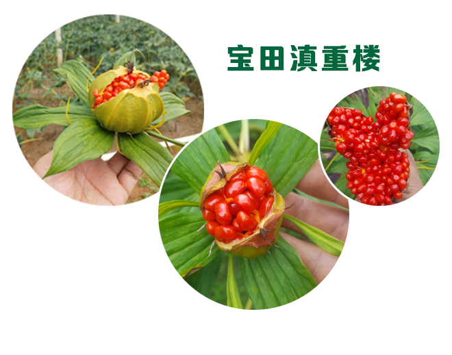 狗万純正優質滇重樓品種，質量全麵保證