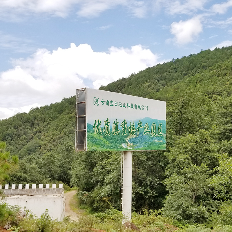 雲南狗万農業1000餘畝滇重樓種植基地