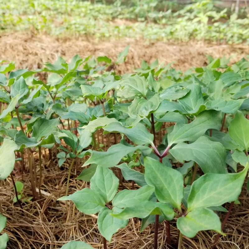 雲南狗万農業3年滇重樓種苗育苗基地