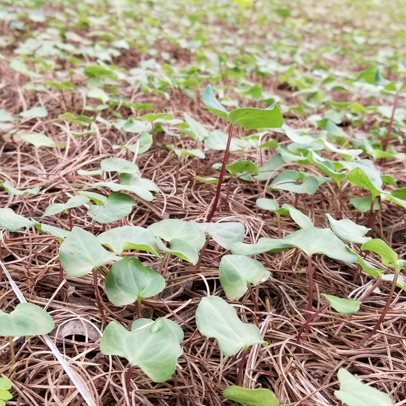 雲南狗万農業一年滇重樓苗育苗基地