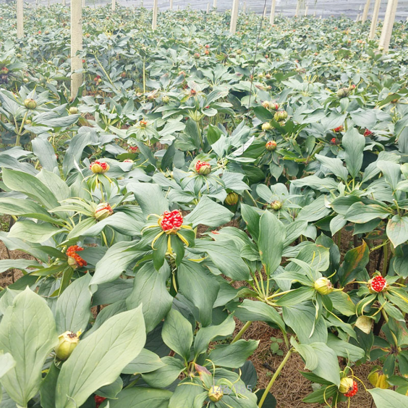 雲狗万農業滇重樓商品種植基地