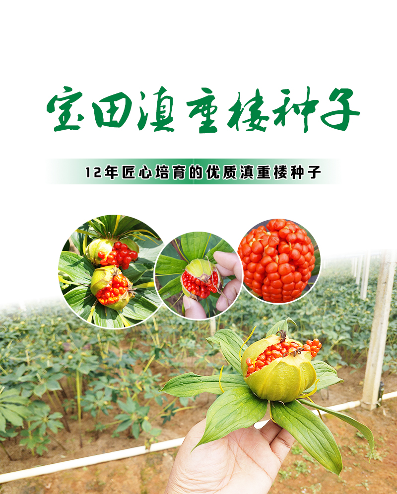 雲(yún)(yun) 南滇重樓種子