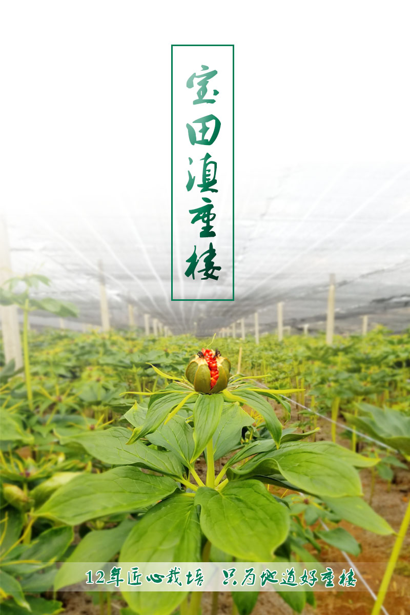 雲(yún)(yun) 南狗万滇重樓