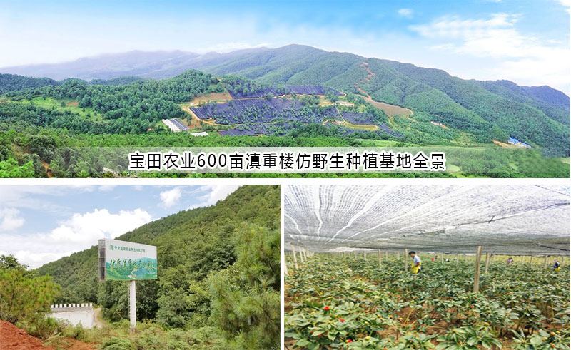 雲(yún)(yun) 南滇重樓育苗基地