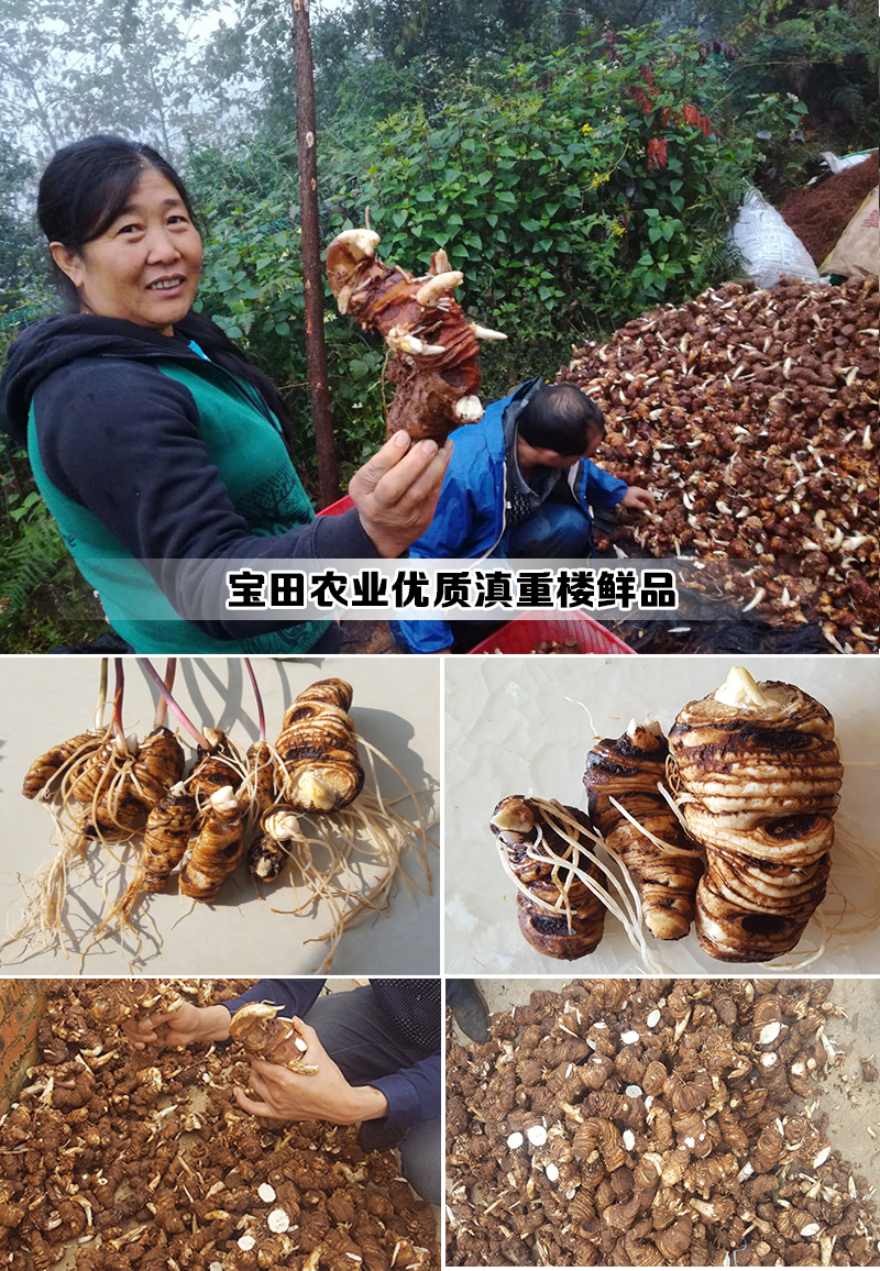 雲(yún)(yun) 南滇重樓成品